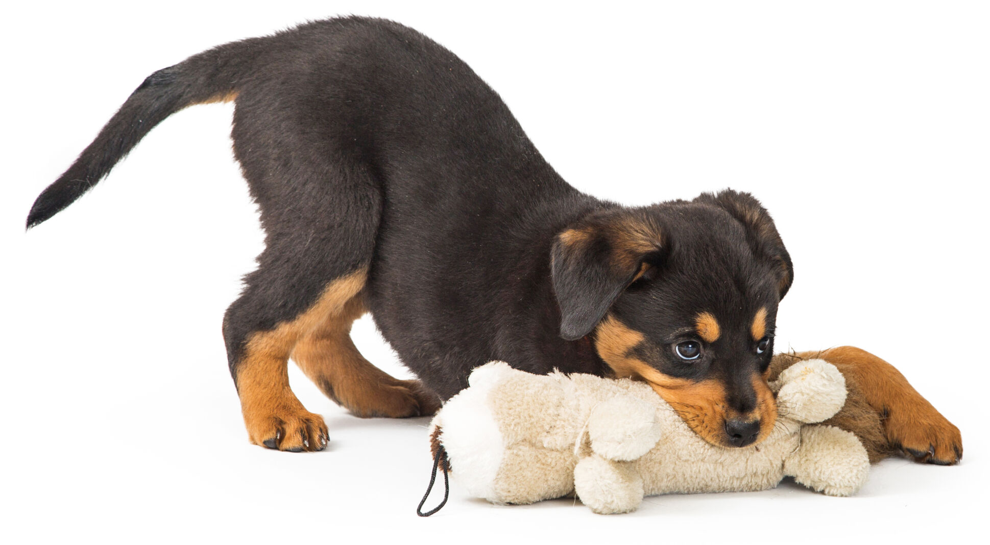 Rottweiler Puppy